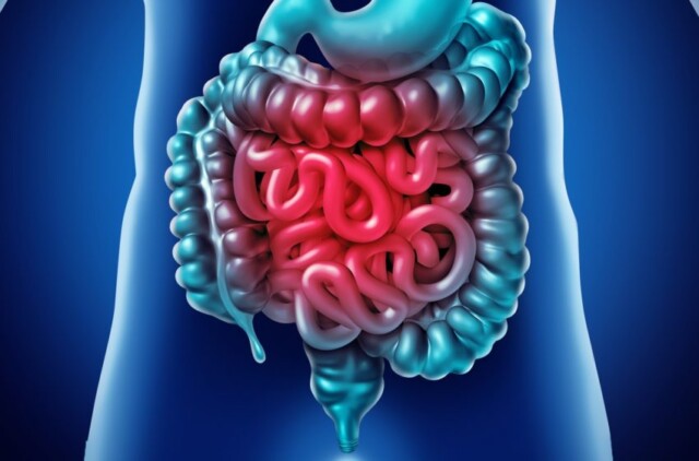 A importância do intestino saudável para o corpo humano