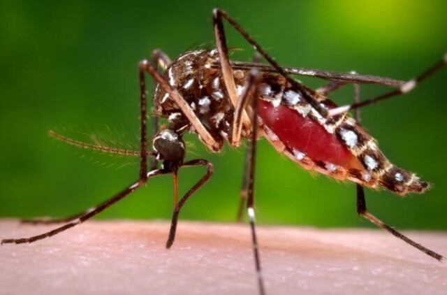 Dengue em alta: não basta repelir, é preciso eliminar o mosquito e os criadouros Tinta inseticida é arma eficaz no combate ao Aedes Aegypt