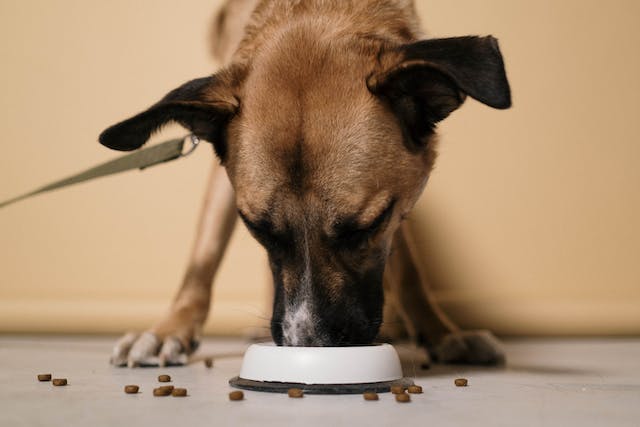 Como montar uma dieta balanceada para cachorros?